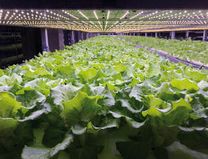 Salades produites dans une exploitation taiwanaise en environnement contrôlé, YesHealth iFarm © Association for Vertical Farming