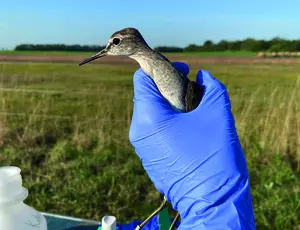 oiseau Tamara Szentivanyi