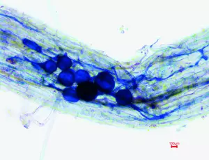 Structures fongiques mycorhiziennes arbusculaires