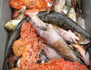mercure poissons