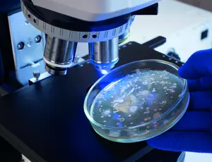 Microscope microbiote intestinal