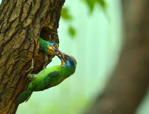 couverture de la revue : oiseau nourrissant son petit dans un tronc